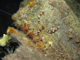 095 Banded Coral Shrimp IMG 5474